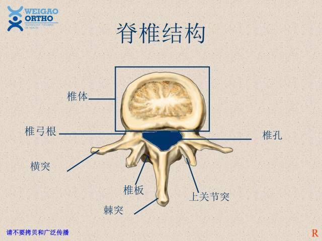 解剖全脊柱解剖详述