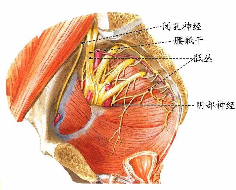 根据坐骨神经在臀部的走行,臀部的外上部远离  坐骨神经,且肌层肥厚