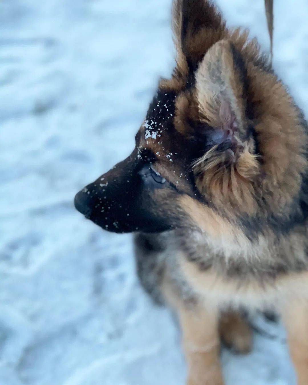 帅气德牧遇到雪,瞬间变萌犬!