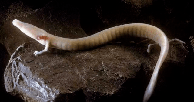 震惊日本的未知生物照片