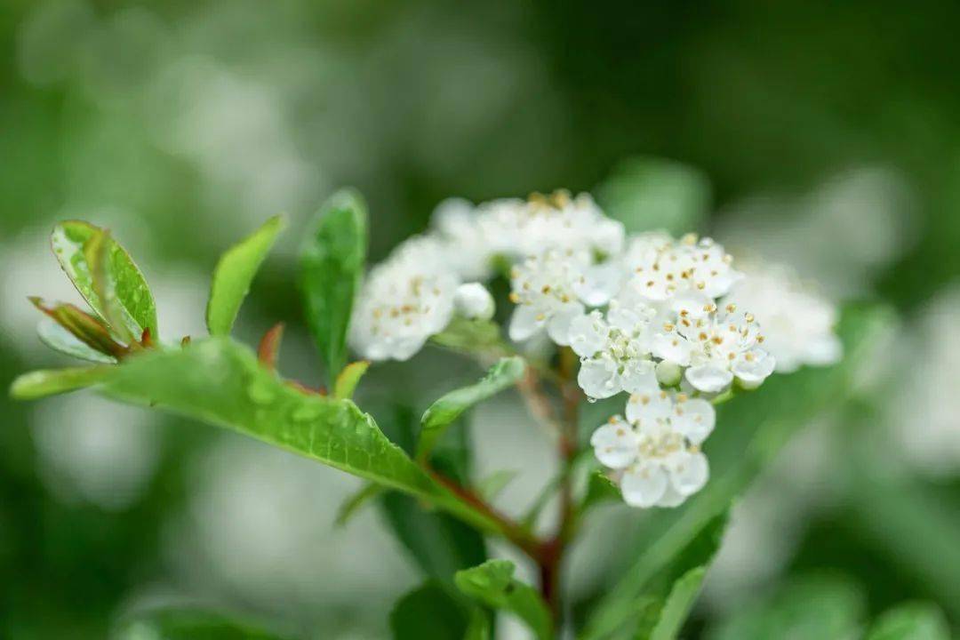 纯音乐丨《春野》温柔舒缓,净心澄明