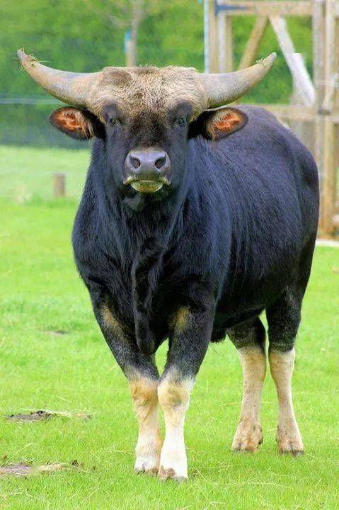 牛年说牛——那些"牛气冲天"的牛