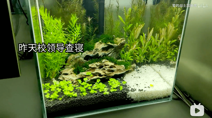 为什么男人一过18就争做养鱼的"海王"?