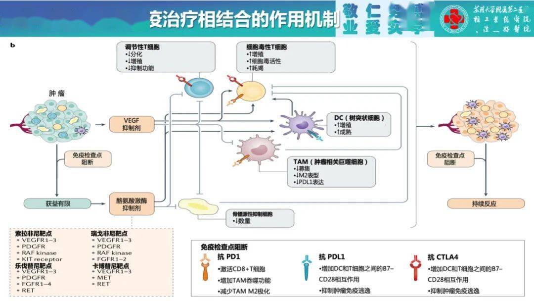 文献速递(第618期—肝细胞癌-9_索拉非尼