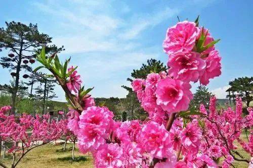 桃林沟 桃林沟景区位于阳泉郊区平坦镇桃林沟村,被誉为阳泉市的后