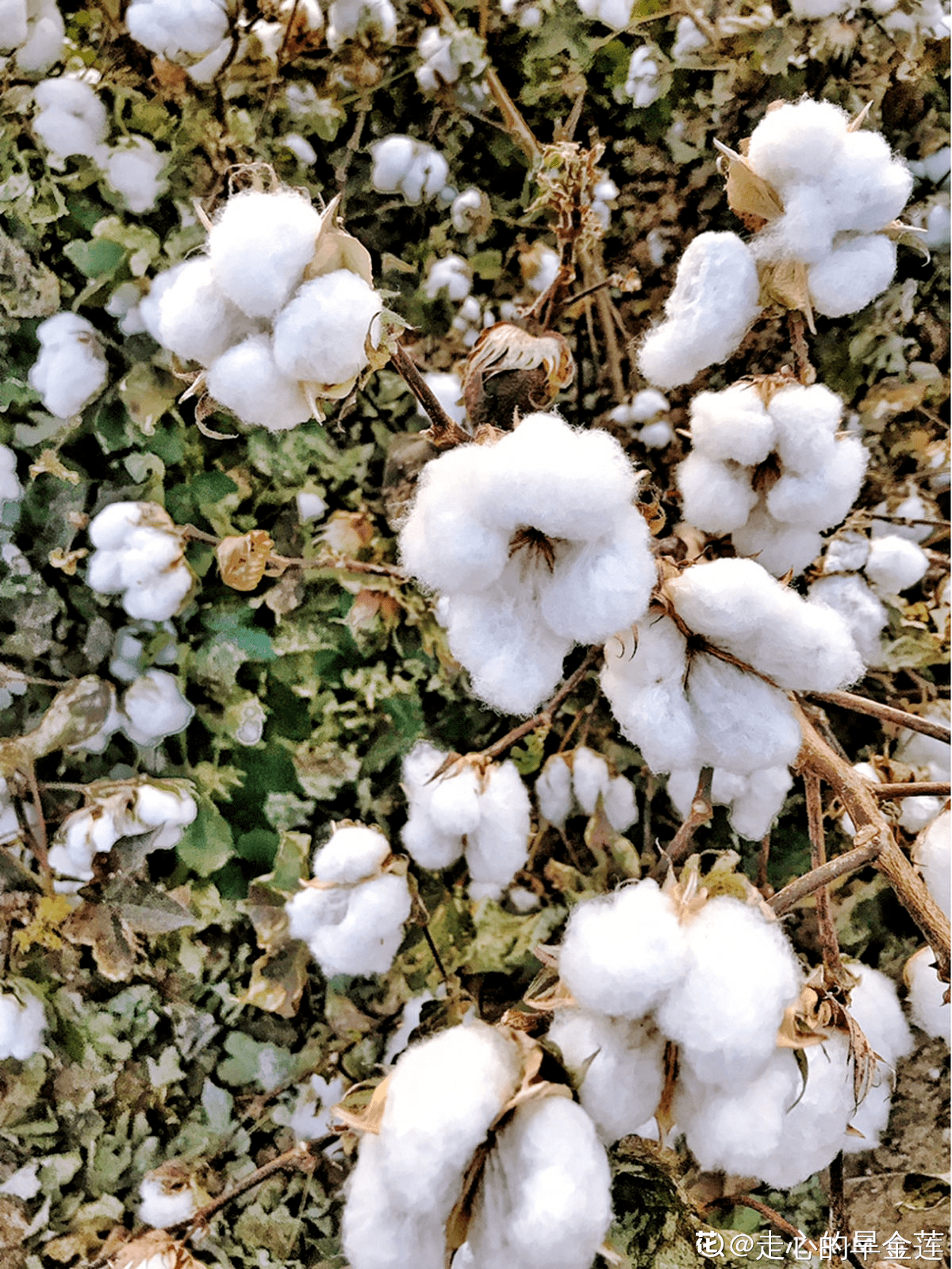 常见的御寒作物棉花其实并不是花而是种子纤维