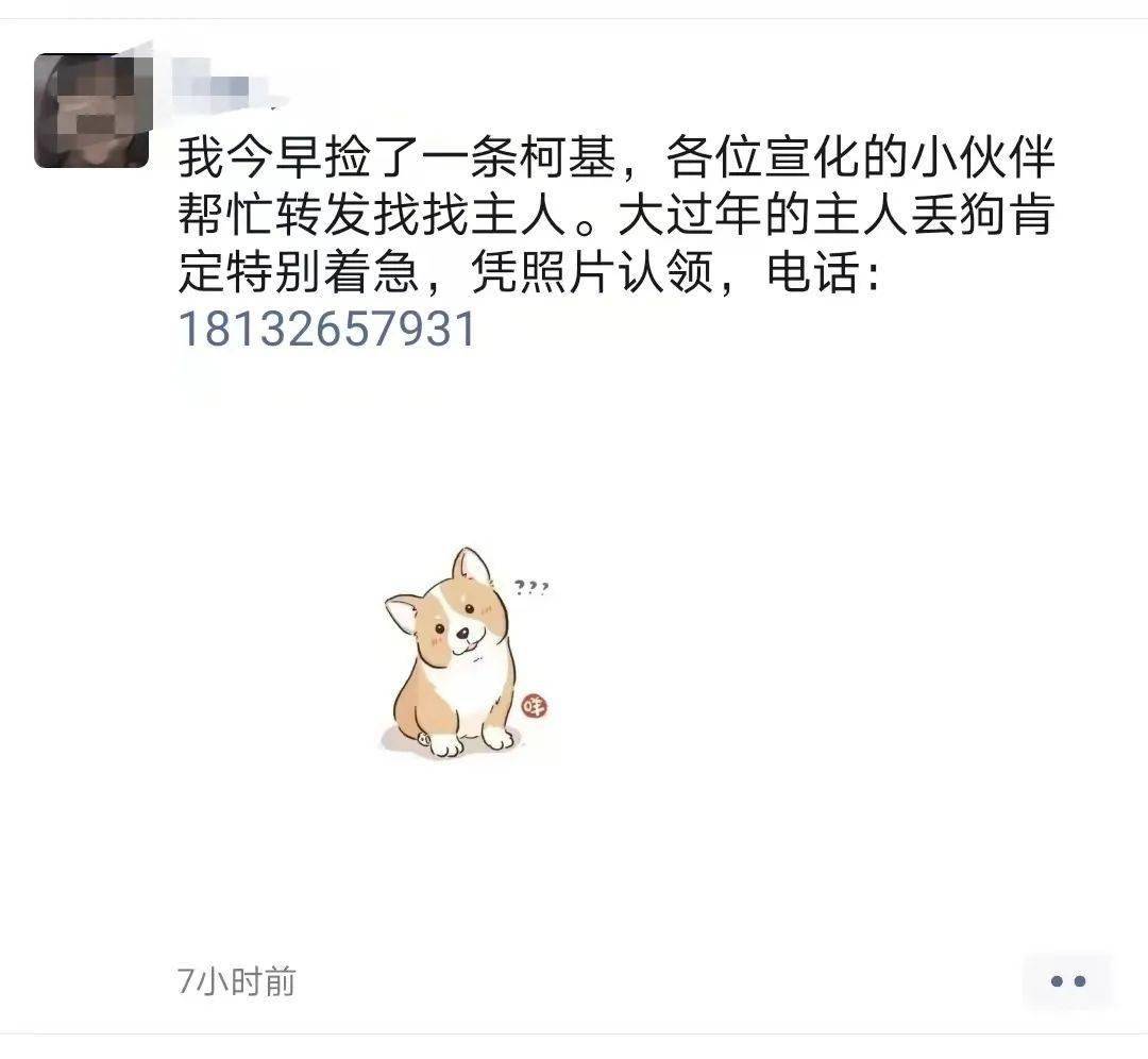 请转发扩散,让宣化的小毛孩尽快回家!