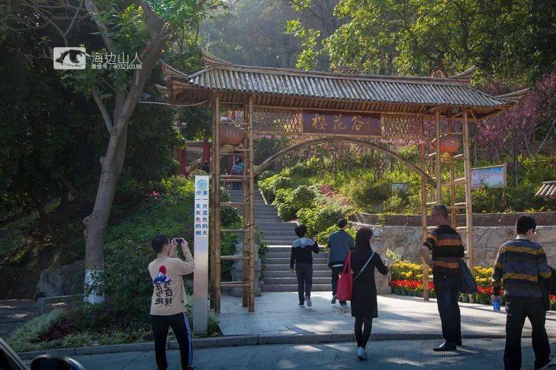樱花 是浪漫 是纯洁 是等你来  龙海市石码镇紫云岩的樱花谷 樱花
