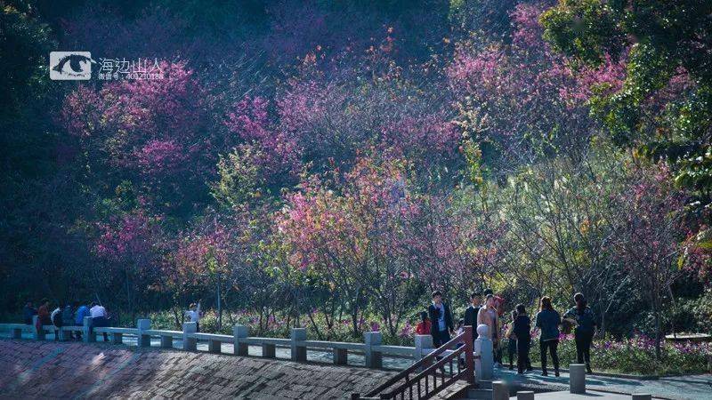 樱花 是浪漫 是纯洁 是等你来  龙海市石码镇紫云岩的樱花谷 樱花