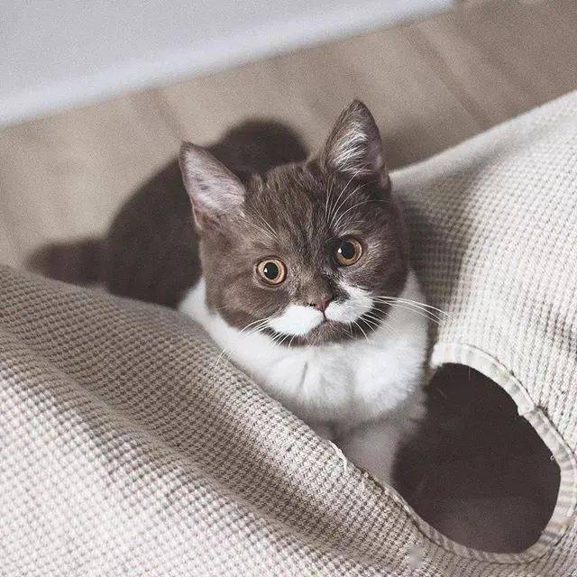 这只拿铁配色的猫,会引起你的极度舒适!