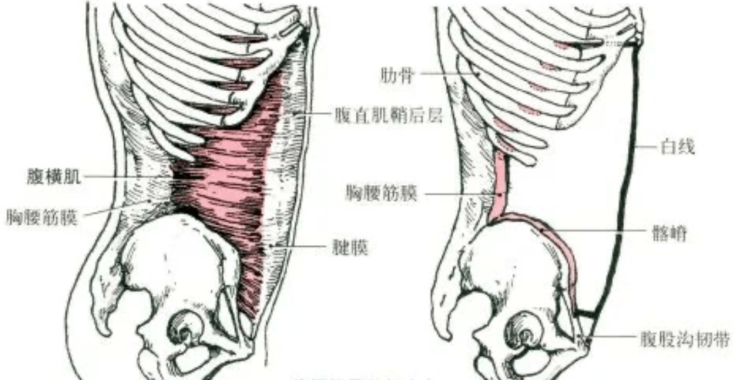 止点:胸骨剑突及第5～7肋软骨前面.