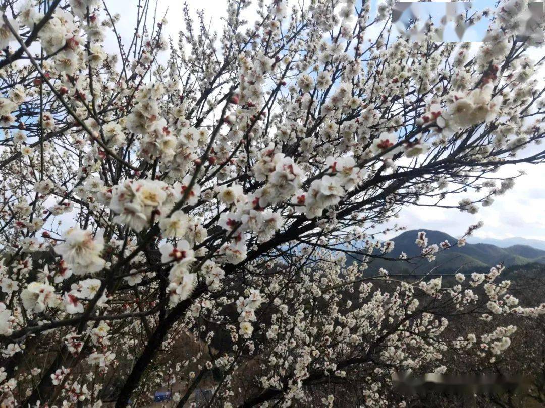 【远航户外】悠游梅花沟 梅林香雪海(安吉赏梅)