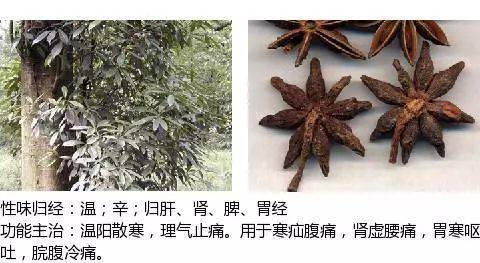 史上最全中草药图谱(附主治功效)