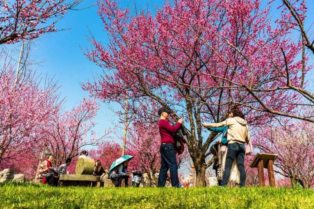 梅园 特点:千朵万朵压枝低,165种梅花迎春来 地址:荆州区八岭山镇铜岭