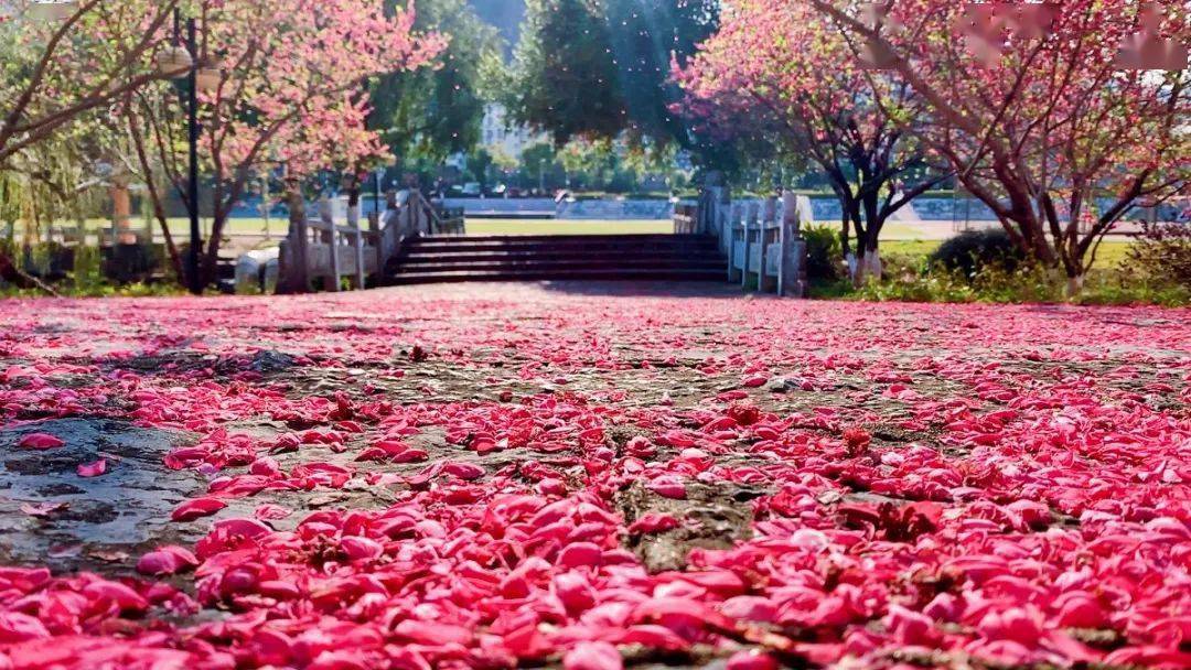 赏花"仙境"|信科网红"桃林",花开了!_桃花