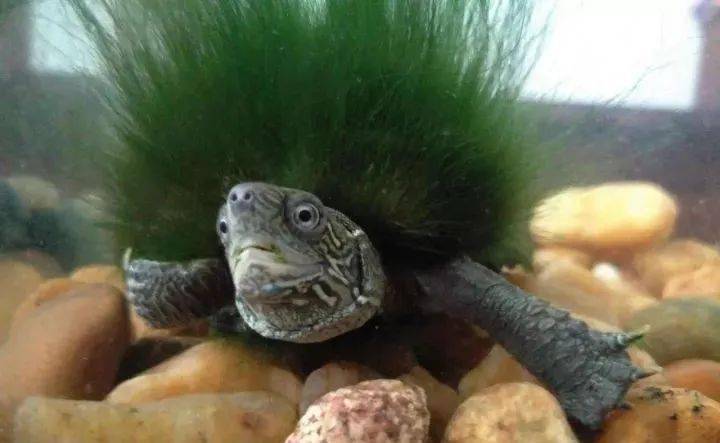 绿毛龟又是个什么龟