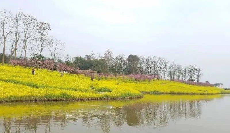 春到巴南,来赏花呀!