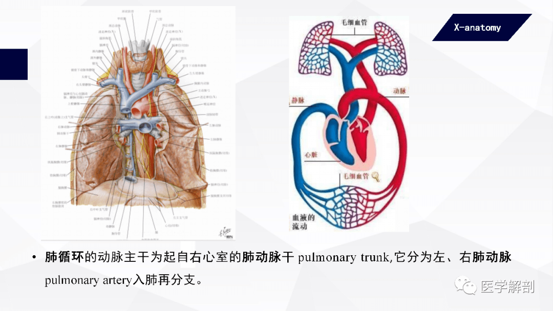 人体解剖学脉管系统心血管系统