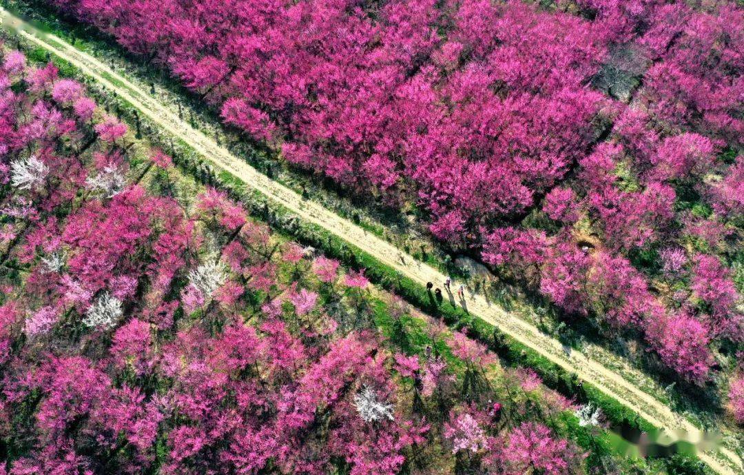 春游巢湖系列之庙岗乡清水湾梅花园