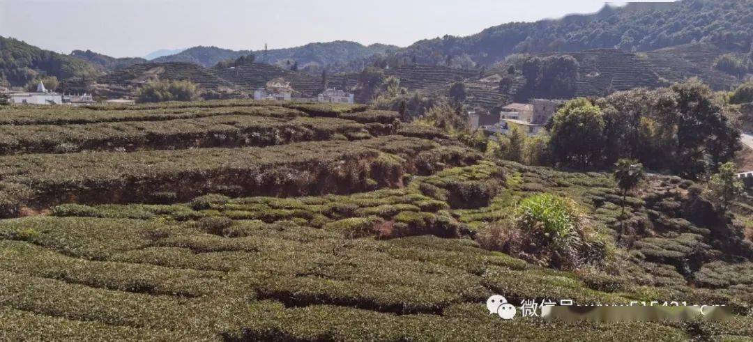 视频报道上砂镇上山村聚力精品示范村建设推动乡村振兴发展