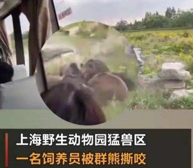 上海野生动物园熊群咬死饲养员,调查报告公布:9名负责