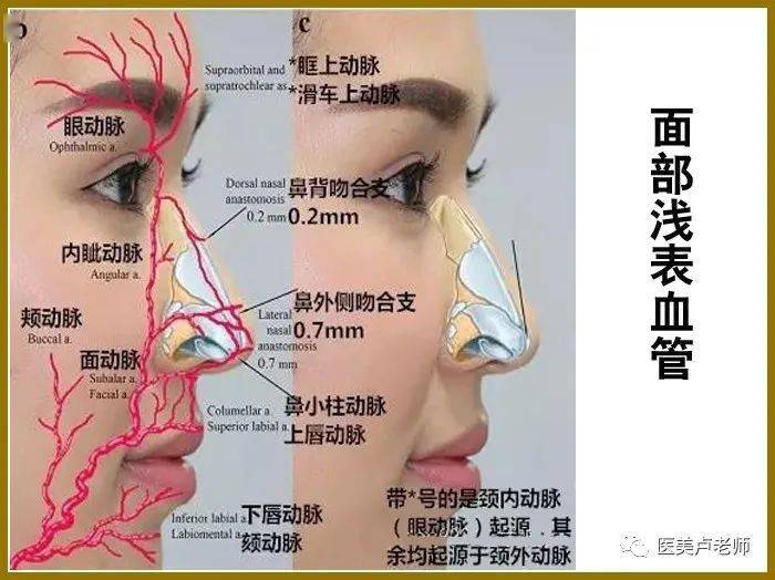 熟悉鼻部结构对鼻整形的临床指导意义