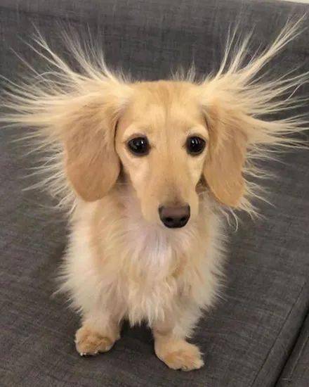 腊肠犬睡了一觉醒来,秒变成了金毛狮王,这模样笑喷了!