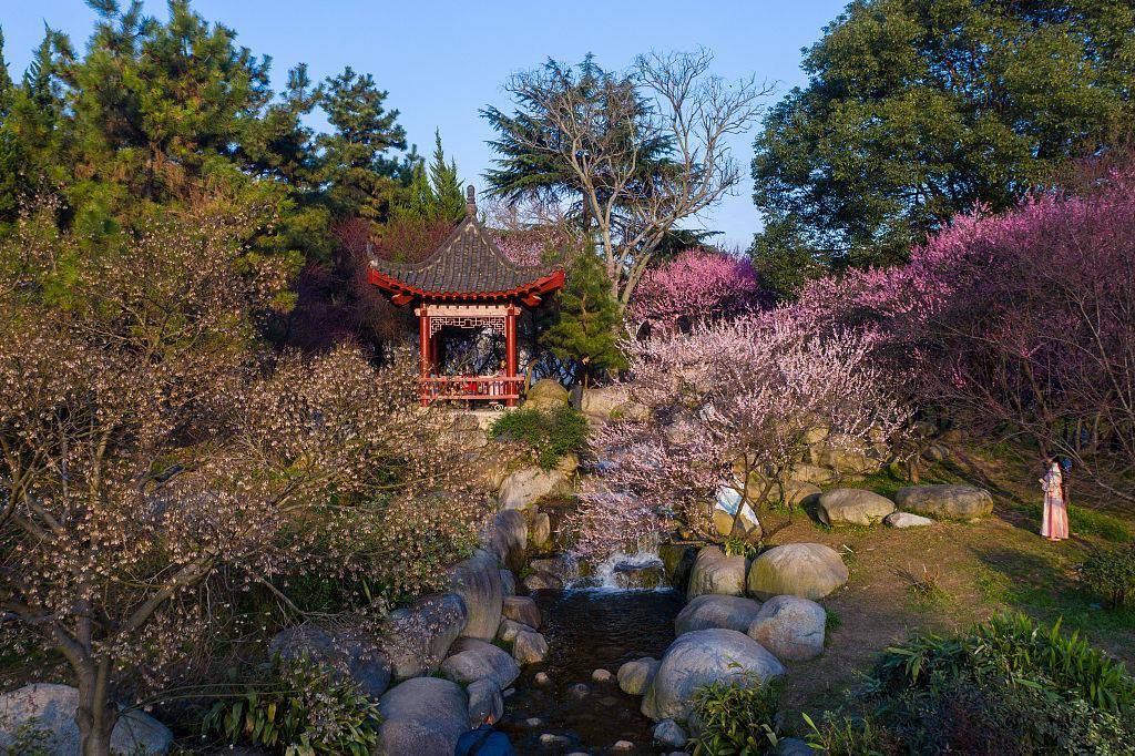 武汉:航拍东湖春景 盛开梅花点缀其中