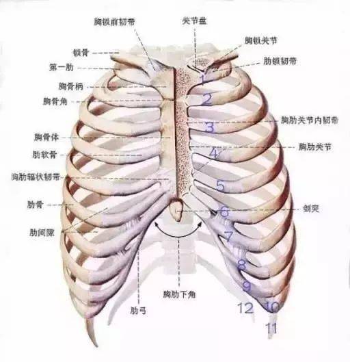 哪个不良体态,偷走了女生挺拔的胸部?