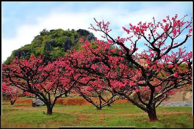 成团【连平桃花】2月25日,27日,28日,河源连平十里桃花盛开,从化天适