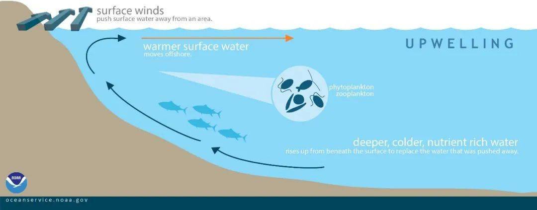 大量海洋深处的浮游生物被带到海面, 引起鱼虾聚集,上升流成为海洋发