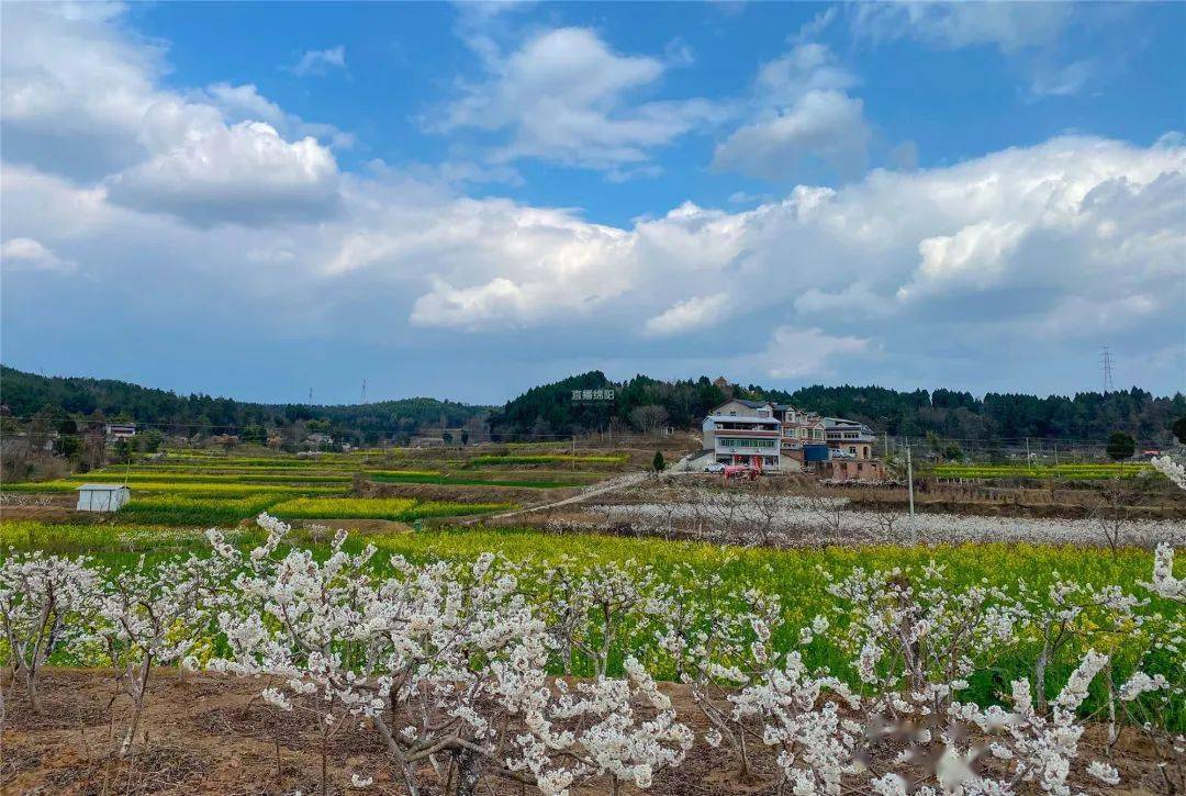 花开绵阳丨游仙:樱桃花开好浪漫 美丽乡村入画来