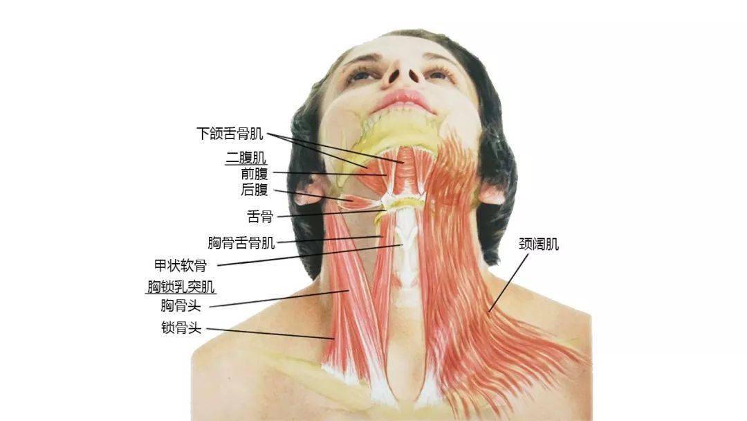 收藏27张高清解剖图头面颈部骨骼及肌肉