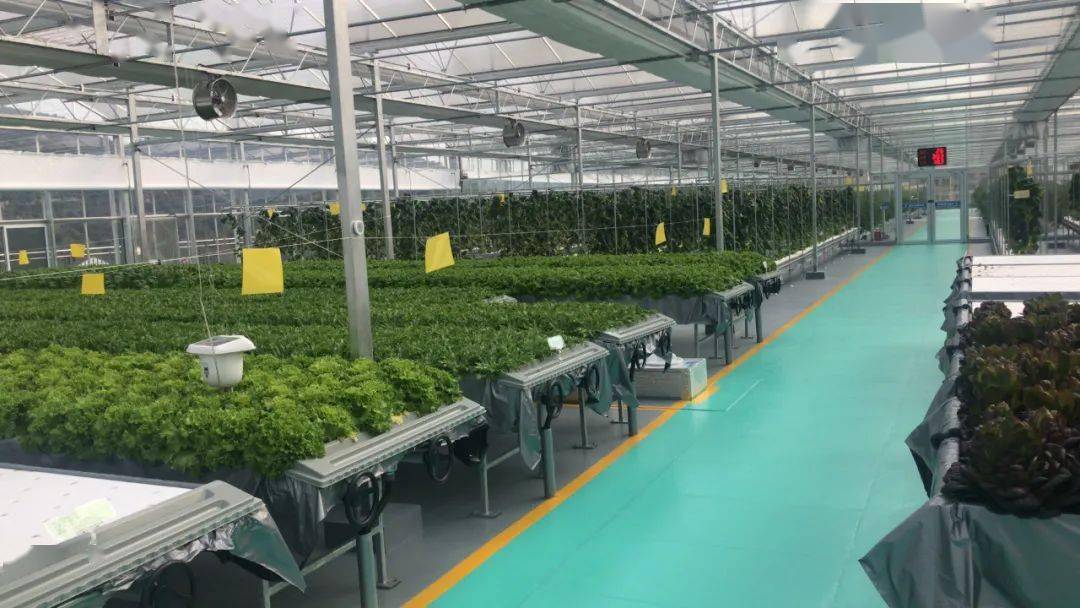 【新品上市】无土栽培的蔬菜你吃过了吗?