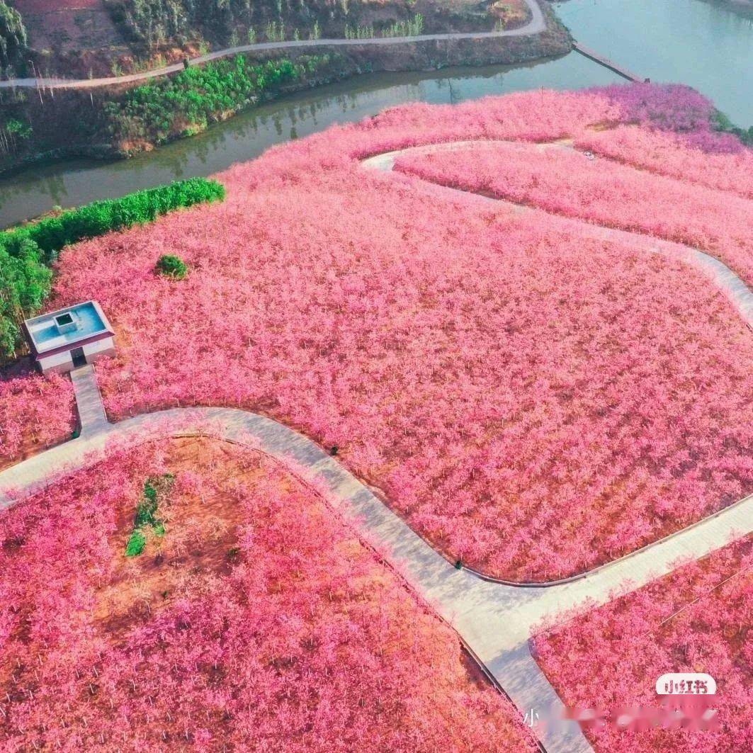 景区地址: 昆明市宜良县匡远街道山后樱花谷