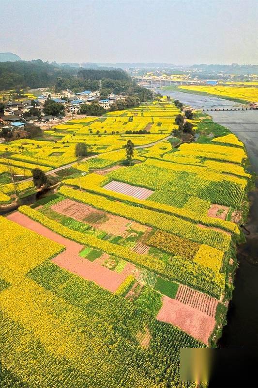 航拍:峨眉河畔春意盎然_油菜花