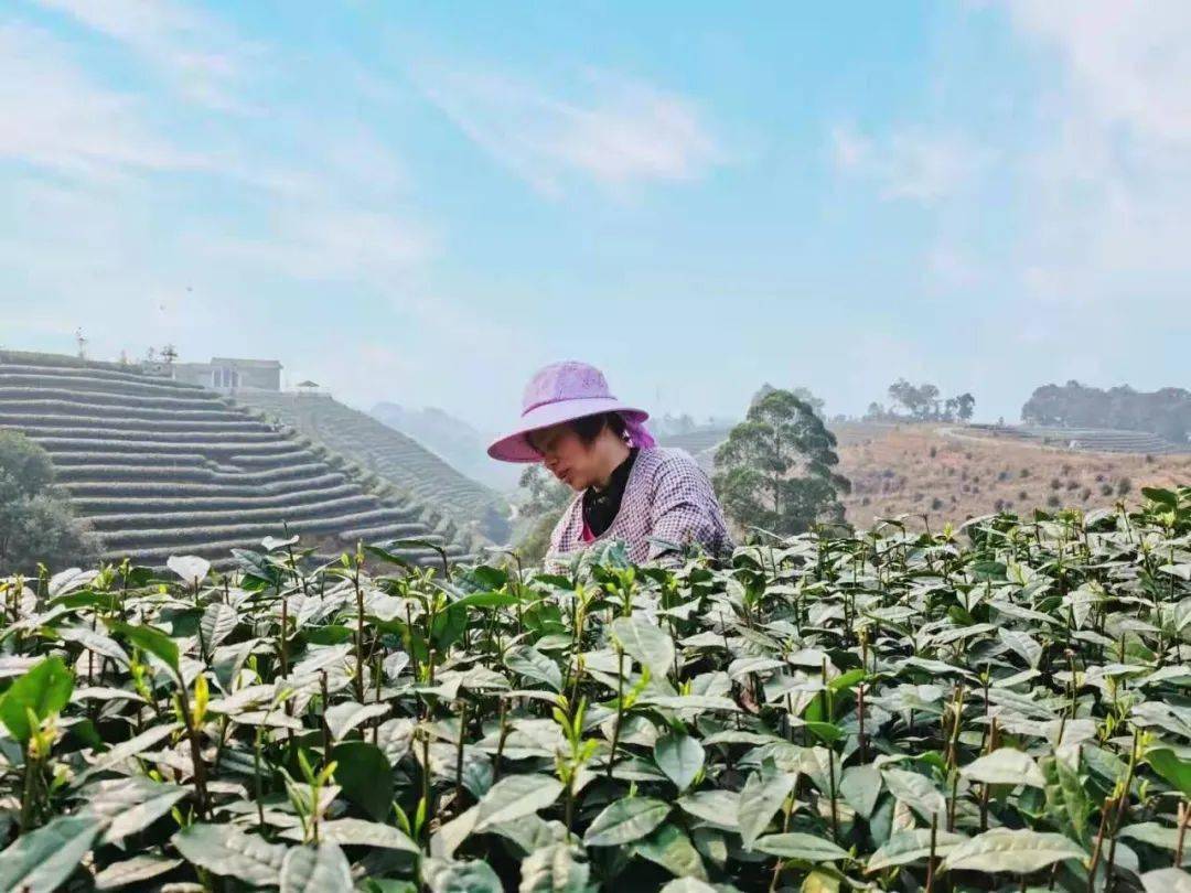 满园春芽吐新绿嘉峨茶谷采茶忙