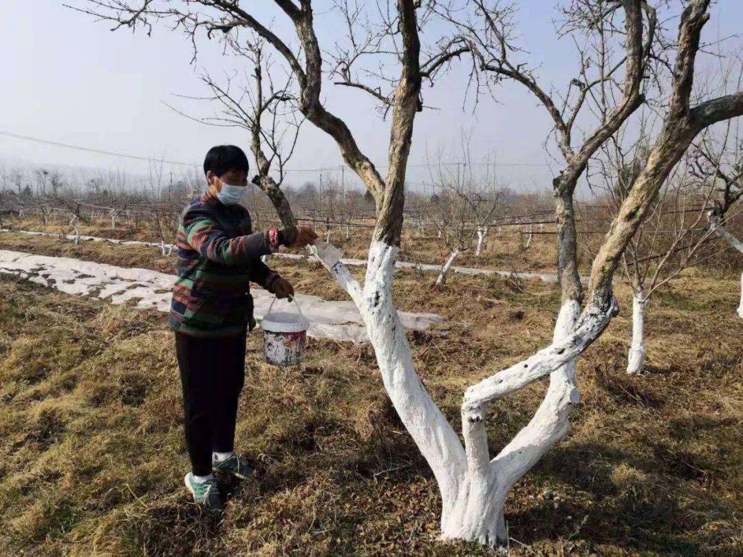 刘小芹正在给石榴树刷防冻防虫液