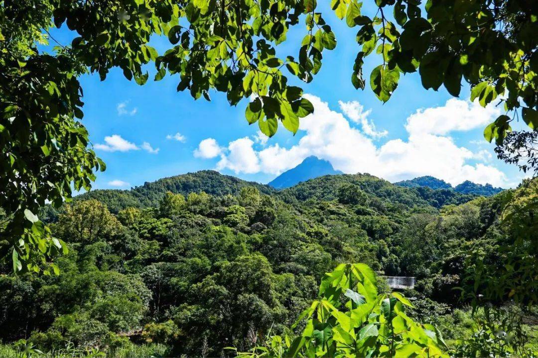 五指山全力推进海南热带雨林国家公园生态搬迁项目