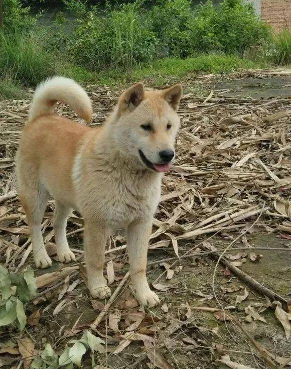 本文主要介绍的是 广西土狗,这种狗是日本柴犬和秋天犬的 始祖!