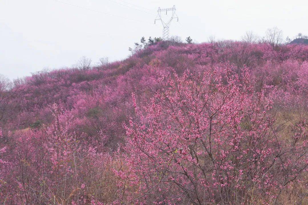 藏不住了!丽水这里的花都开好了,有人已抢鲜打卡!