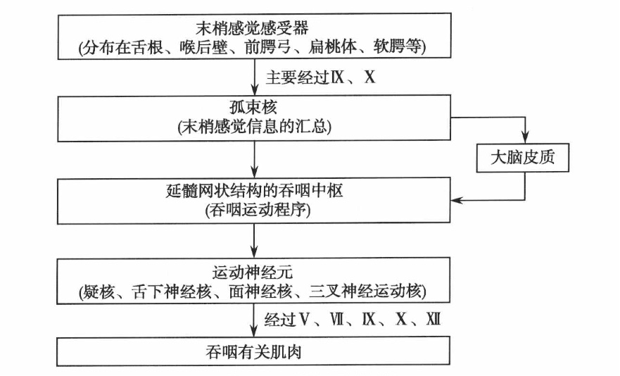 味觉,温度觉和压力觉刺激舌,口腔,咽喉周围的感受器,感觉传入冲动主要