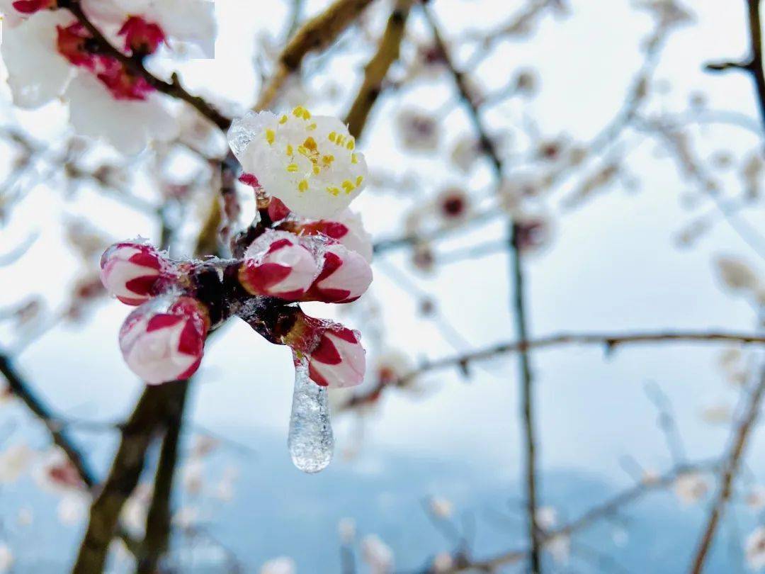 桃雪有幸与人皆和丨龙潭大峡谷迎来牛年第一场桃花雪