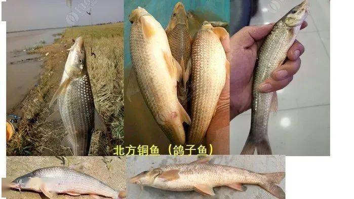 华南鱼种知多少?部分国家重点保护野生鱼类图鉴