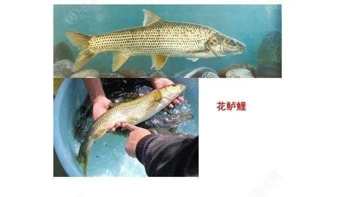 华南鱼种知多少?部分国家重点保护野生鱼类图鉴