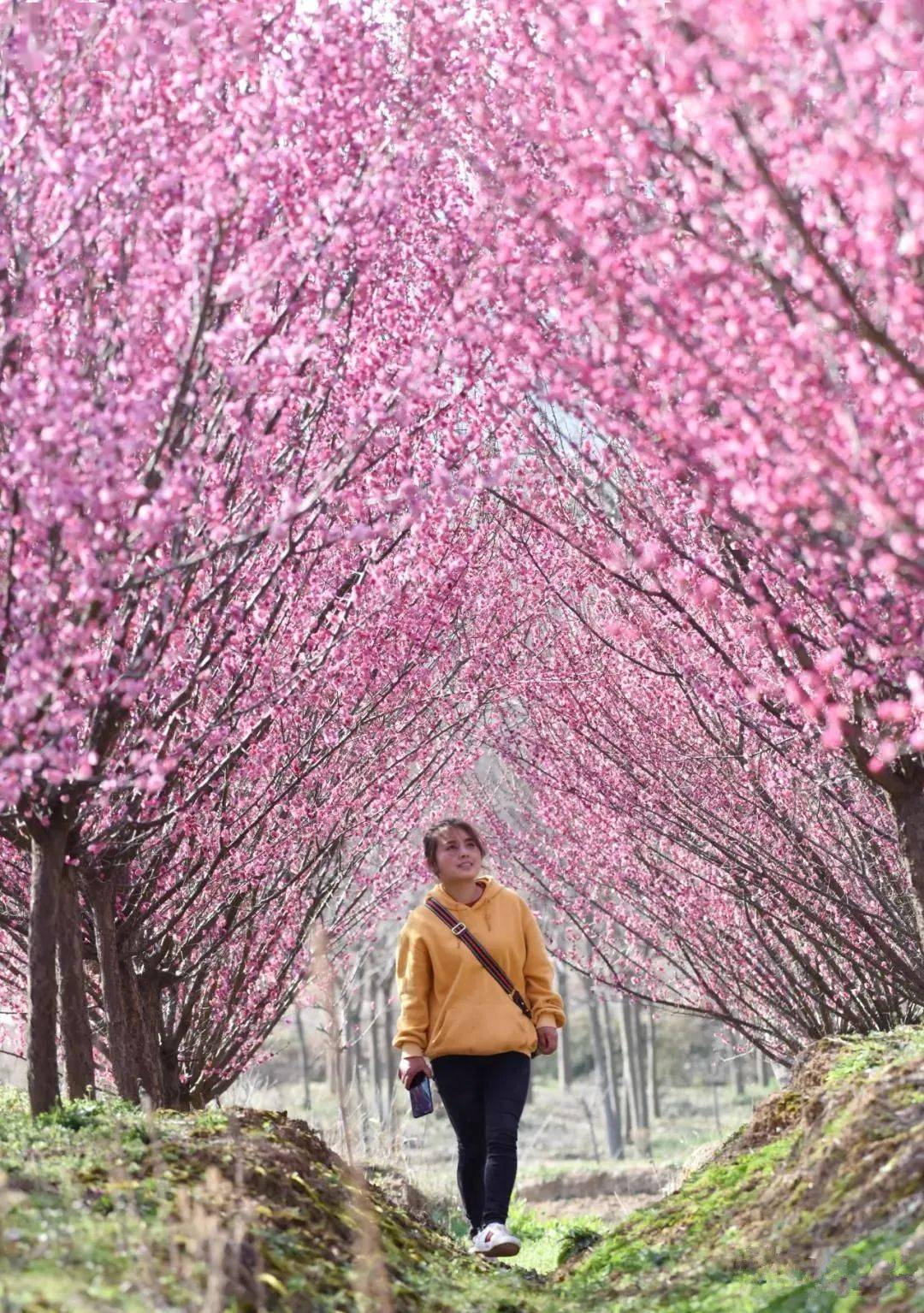 春游巢湖系列之庙岗乡清水湾梅花园