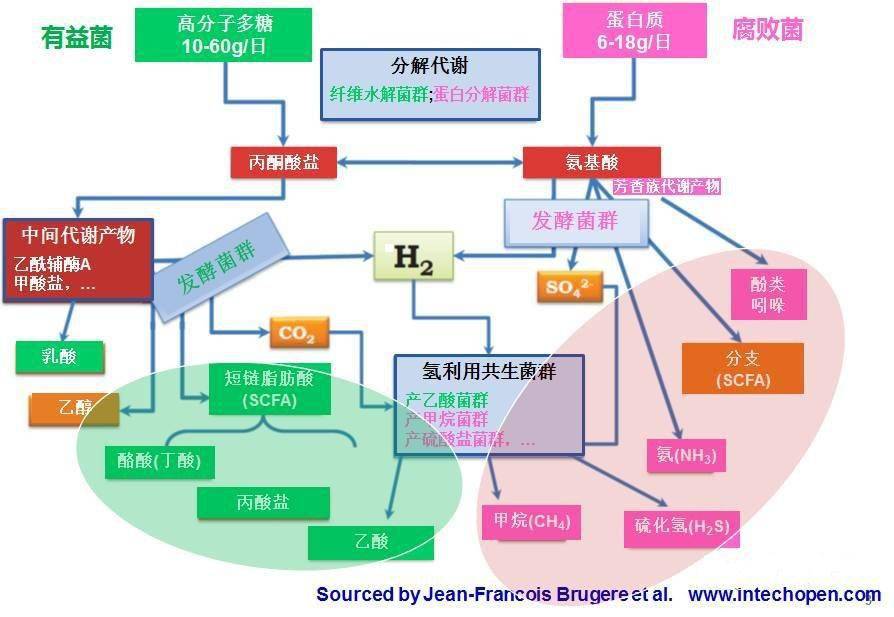 01 肠道菌群与能量代谢 肠道细菌最重要的代谢功能是能够通过编码糖