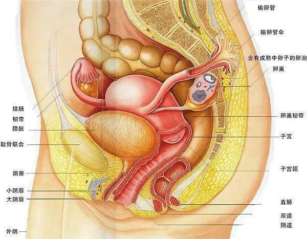 子宫是女性青春和魅力的守护神,产生月经和孕育胎儿的器官,位于骨盆腔