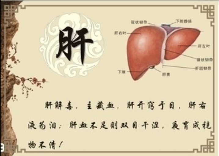 且中医学的肝所具有的功能和生理特性是现代解剖学的肝脏不能完全匹配
