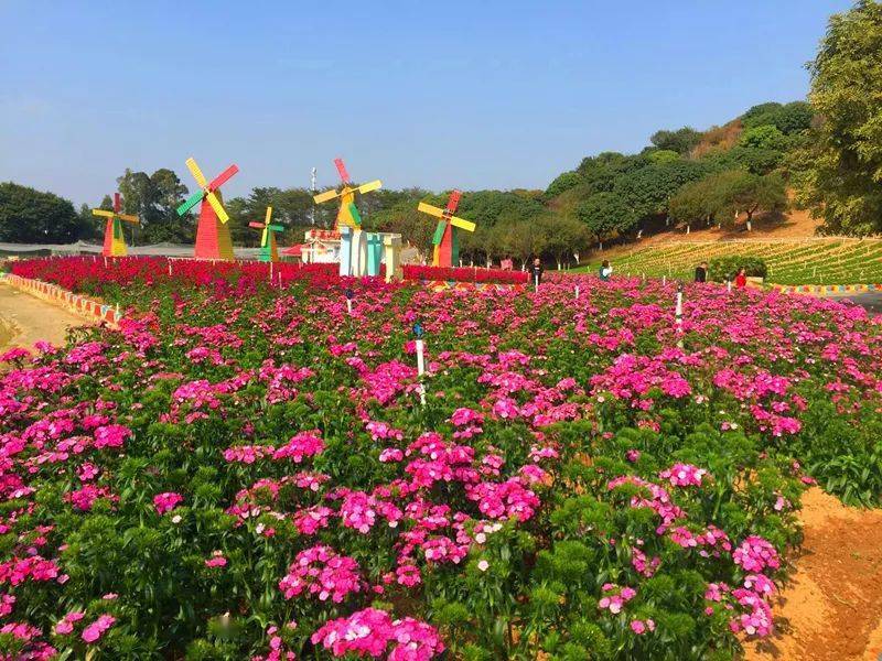 假日国旅东莞百花洲烟雨松花湖赏花一天游198元人